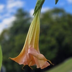 Burgsmania Rooted Cutting